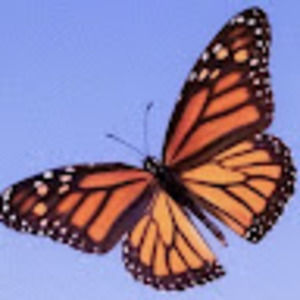 Meet your Posher, Emilia